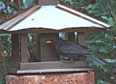 Amselmännchen-am-Vogelhaus-55.jpg